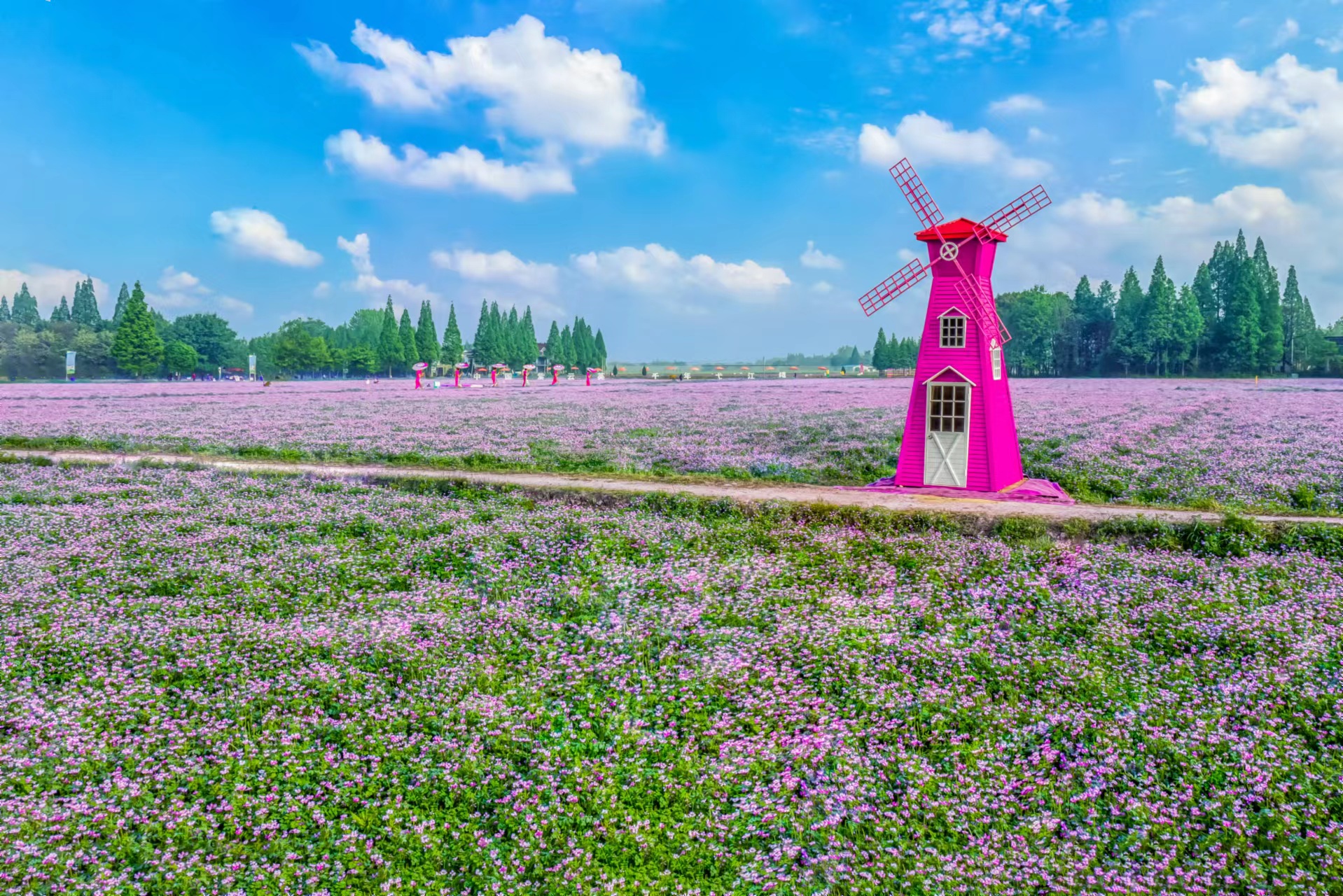 安徽南陵：紫雲英繪就田園美畫卷 「+」出鄉村振興新未來