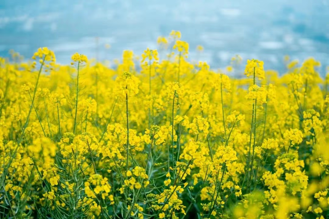 江西萬年：花海經濟奏響鄉村振興春日序章