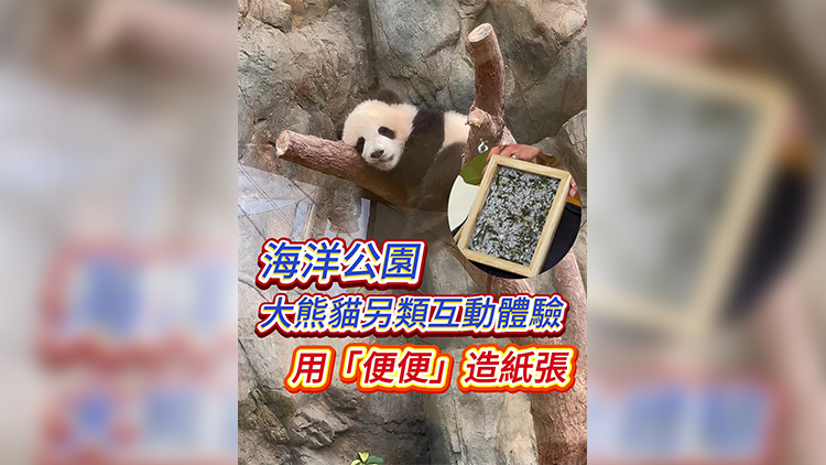 有片｜海洋公園大熊貓另類互動體驗：用便便造紙張