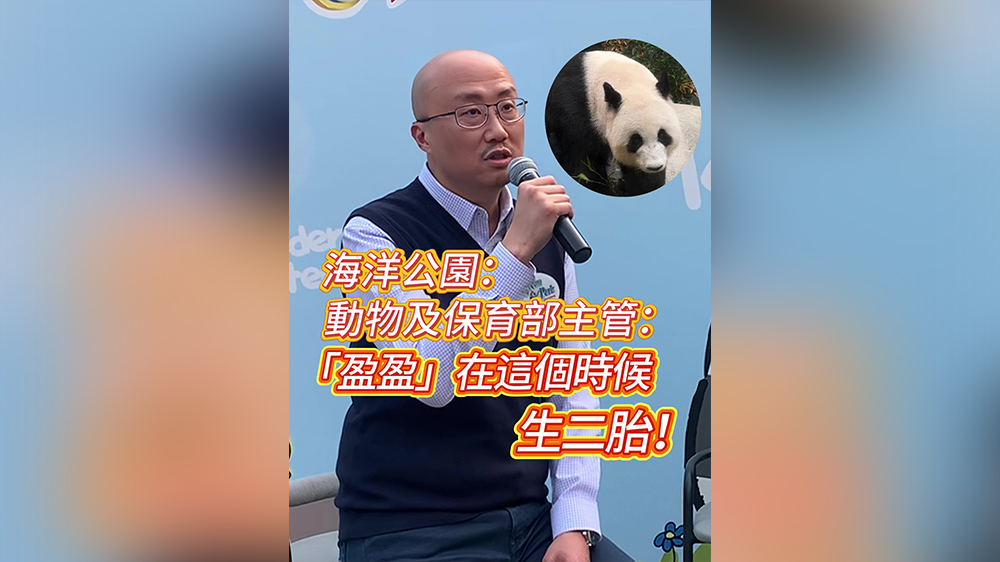 有片｜海洋公園：「盈盈」在這個時候生二胎！
