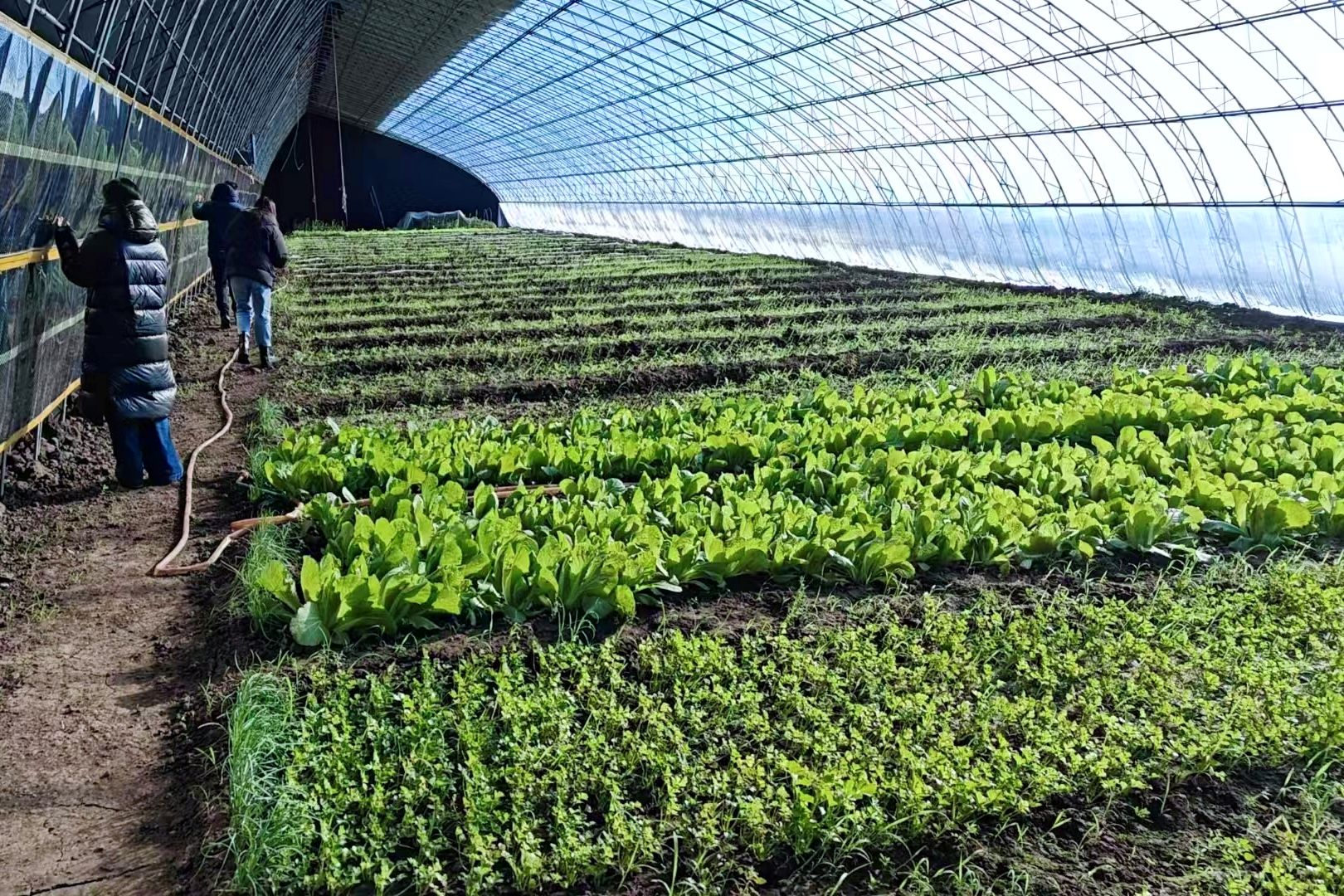 哈市香坊區向陽鎮：良田萬畝備春耕 搶抓農時不負春