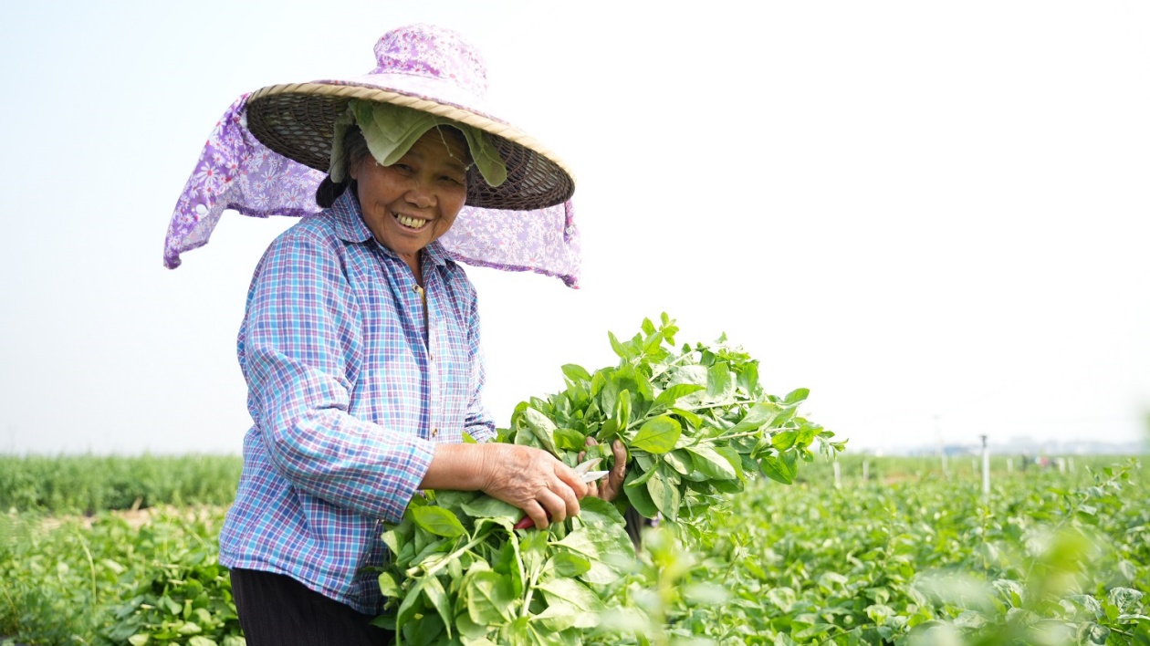 桂賀州市供港蔬菜品種添「養生新成員」