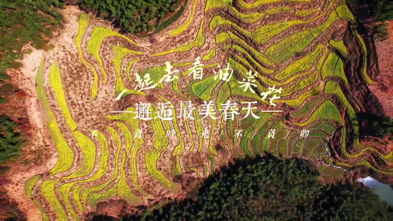有片 | 皖休寧縣：梯田油菜美如畫