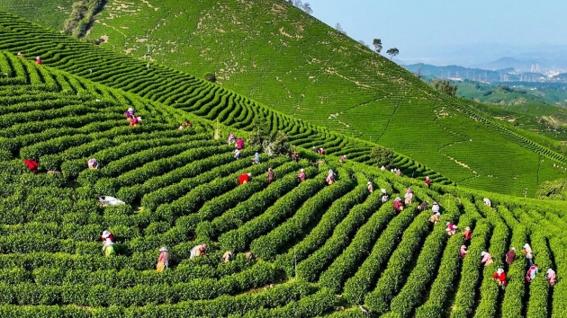 安吉白茶開採季 高鐵賦能春日茶文旅經濟