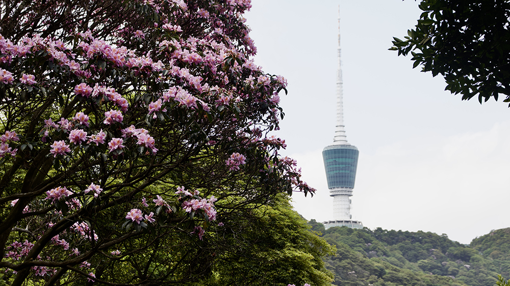 【春日限定】香港徒步愛好者必訪！深圳梧桐山毛棉杜鵑花海盛放，都市中的高山仙境！