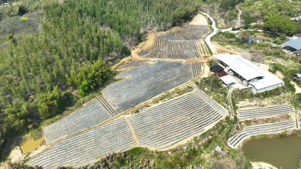 廣東新豐長陂村「撂荒地」變身「黃金地」！200畝粉葛撬動鄉村經濟