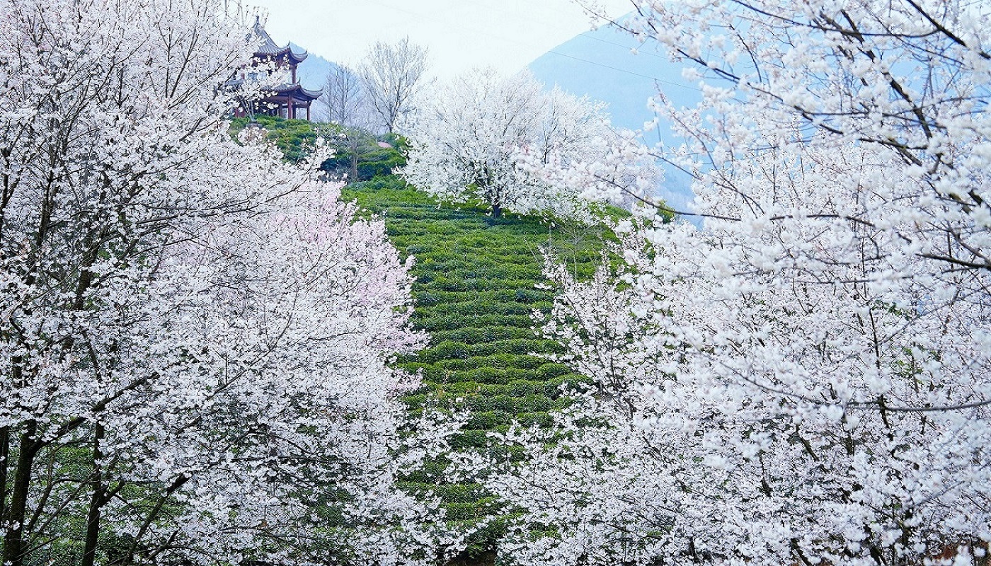 茶葉綜合產值7.5億元  四川北川下好「人才先手棋」賦能茶產業提質升級