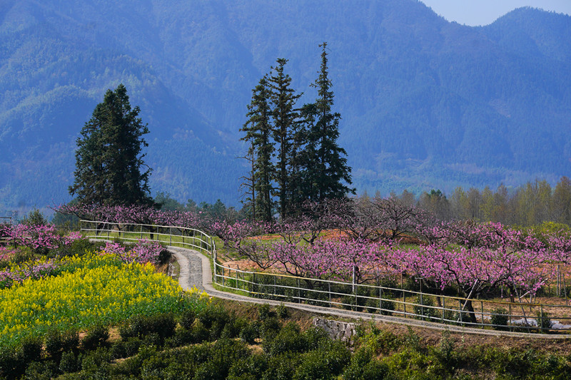 皖黟縣：花開碧陽春意濃  五裏桃花入畫來