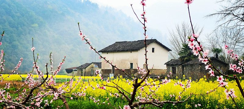 皖黟縣宏潭：「賞花經濟」為山鄉「增香添彩」