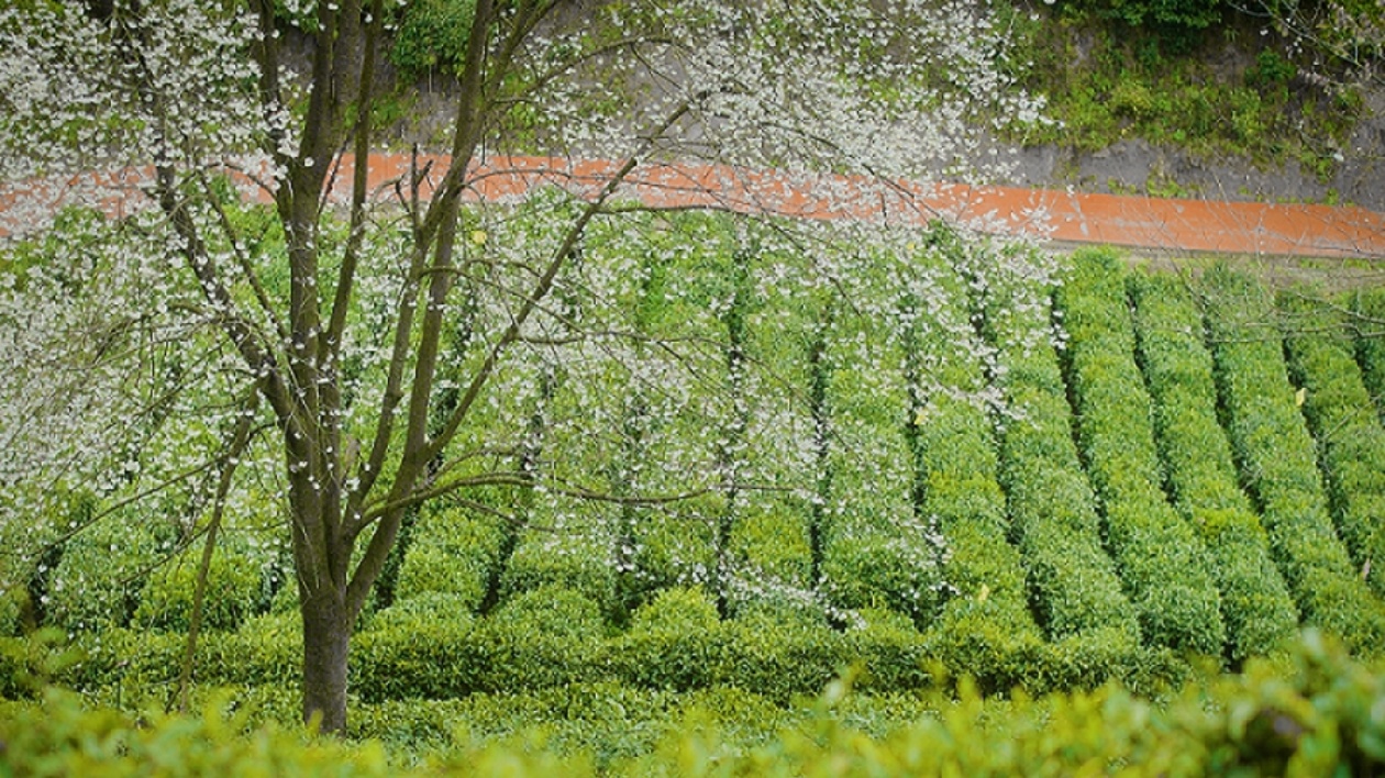 四川北川以花為媒 釋放春日經濟消費新活力