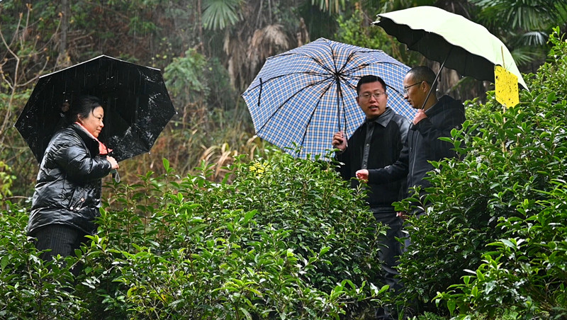 皖祁門縣：農技服務隊冒風雪赴茶園「把脈支招」