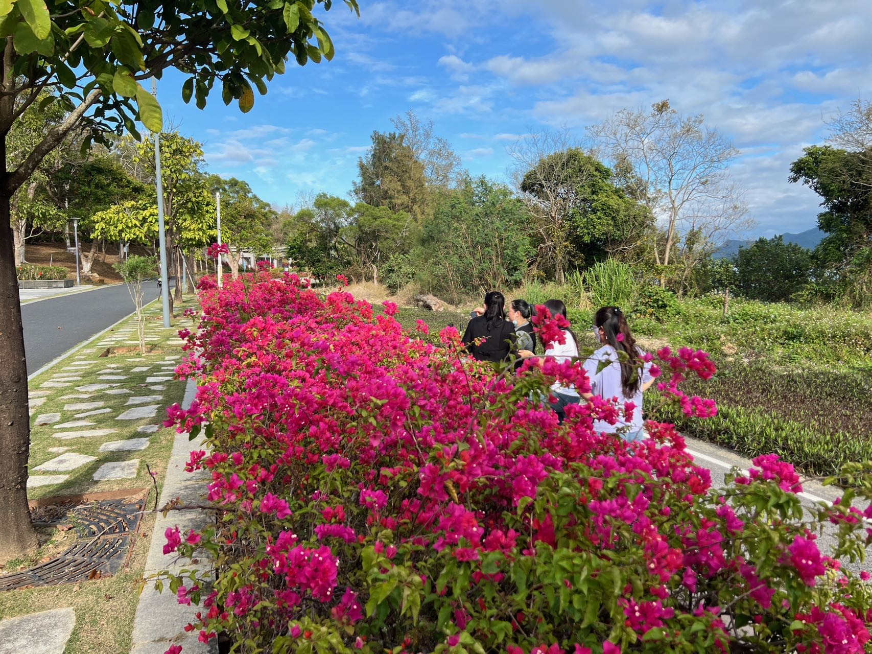 深圳葵涌：邀你來賞春