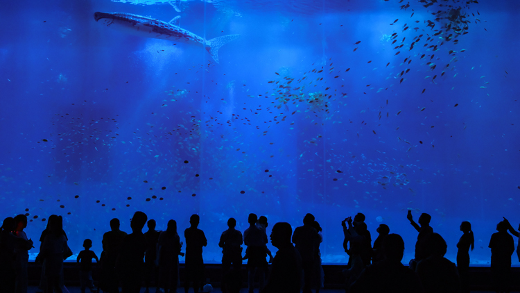 【計出新角度】海洋噪音分析