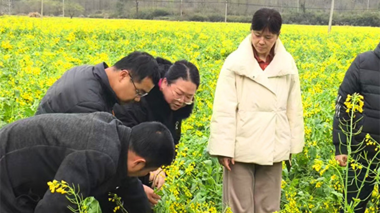 科學應對「倒春寒」  皖黟縣農業穩產有「暖招」