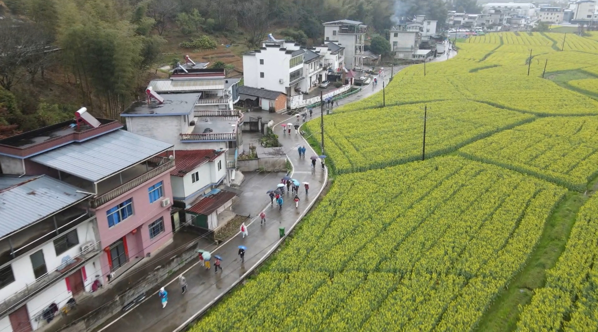 皖屯溪區：花海賽道  浪漫開跑