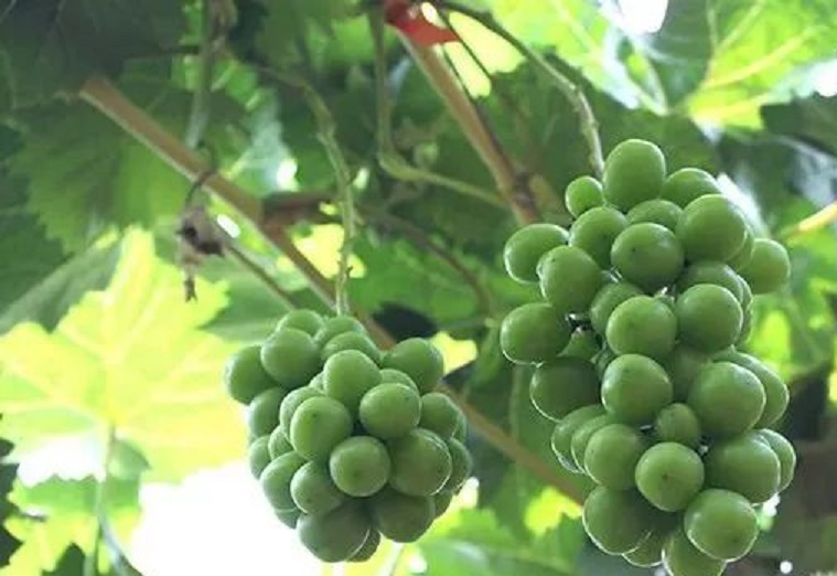 首秀！營口21噸葡萄進軍中亞 「陽光玫瑰」照亮貿易路