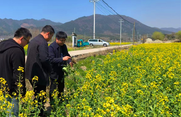 皖黟縣: 「產學研」協同 增效強鏈助農增收