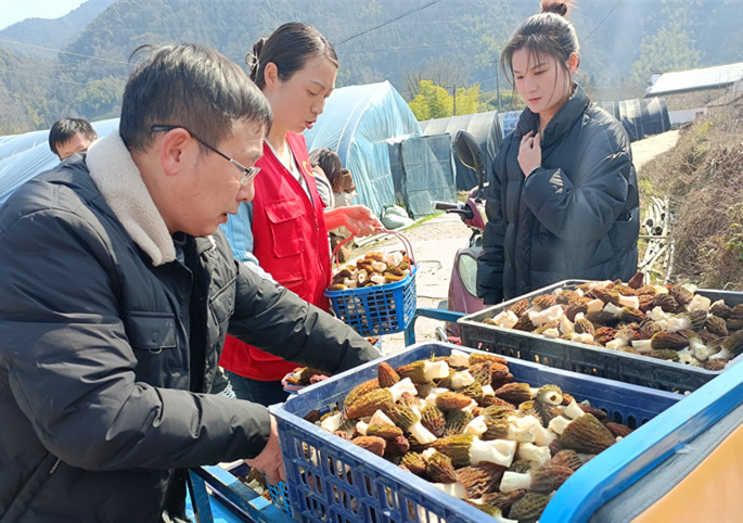 「產業園區化園區特色化」 皖黟縣美溪羊肚菌撐起「致富傘」
