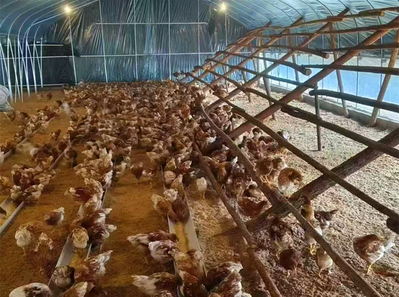 皖黟縣：宏潭「雞司令」的轉型故事