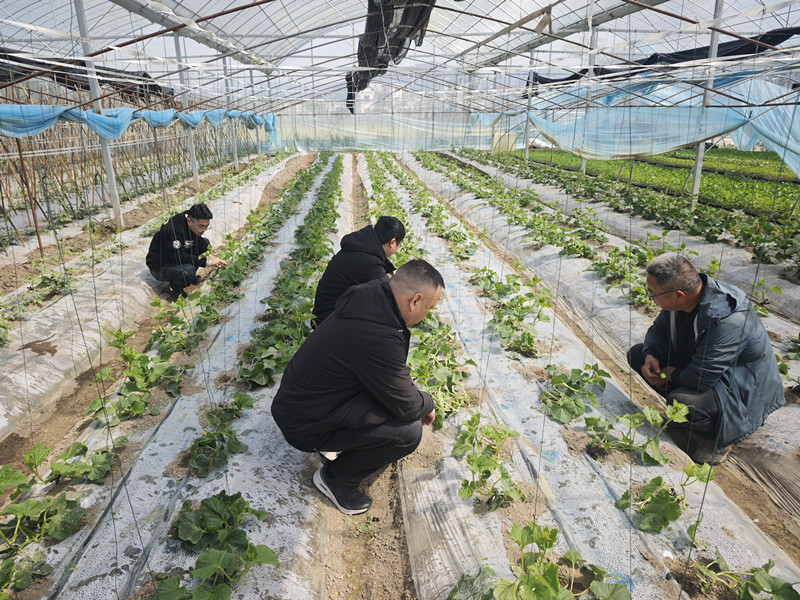 三管齊下減除「白色污染」 皖黟縣為農田披上環保「新衣」