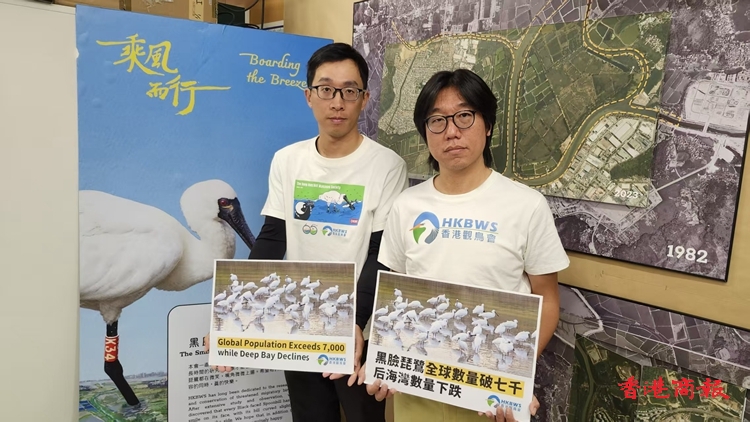 黑臉琵鷺全球超過7000隻 惟後海灣數量下跌逾一成
