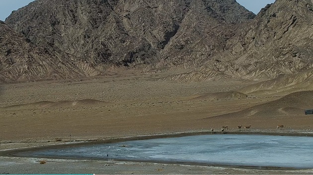 鵝喉羚在隴安南壩保護區飲水池的邂逅聚會