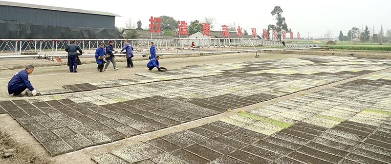 自製「苗盤運輸天車」 四川綿竹新農人破解春耕「用工荒」