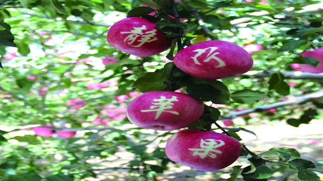 甘肅靜寧蘋果：多維賦能鄉村全面振興