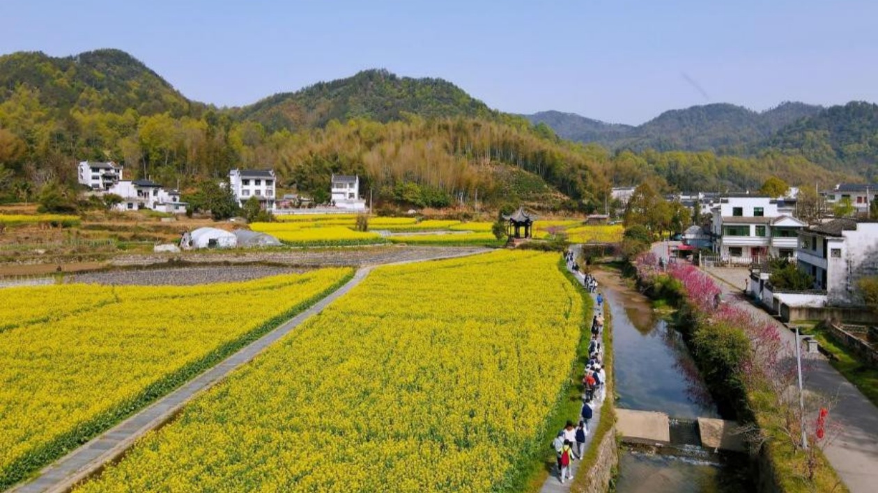 皖徽州潛口鎮：金色花海織錦秀 和美鄉村入畫來