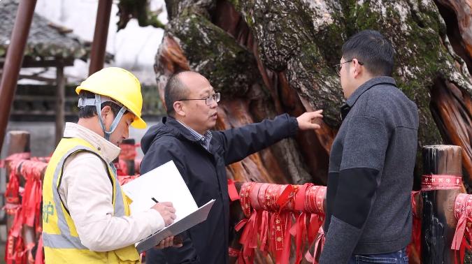 皖徽州區：千年古樹迎春檢 科技護綠在行動