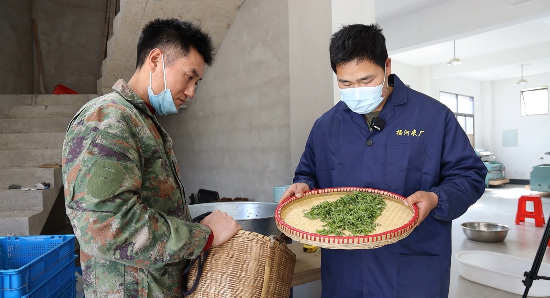 茶山套種促增收  皖歙縣高山茶質優價高