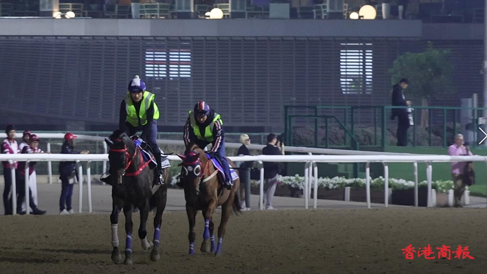有片｜迪拜世界盃賽馬日直擊 今晨完成最後備戰 港隊三駒如箭在弦