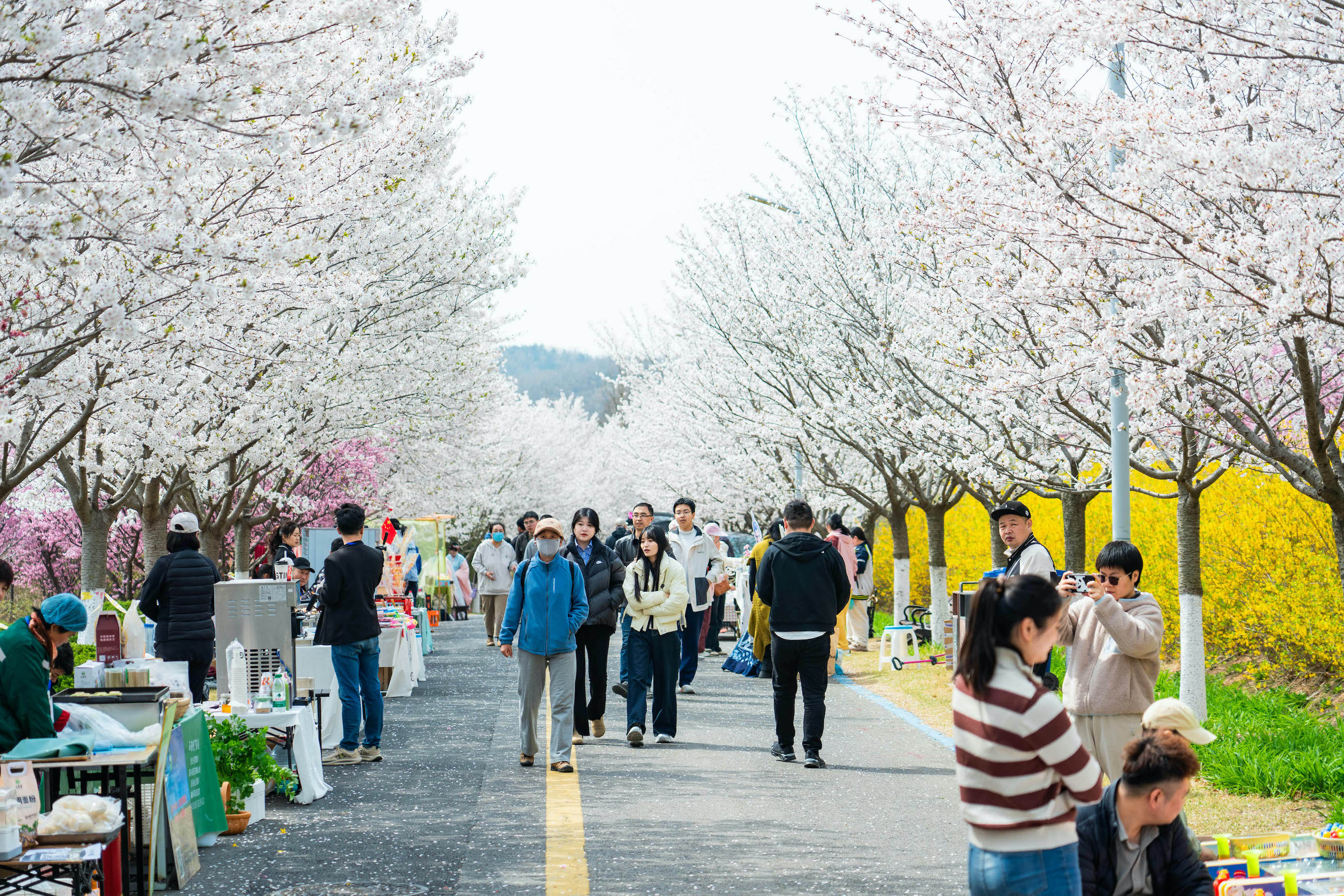 青島西海岸新區：藏馬山櫻花迎來盛花期