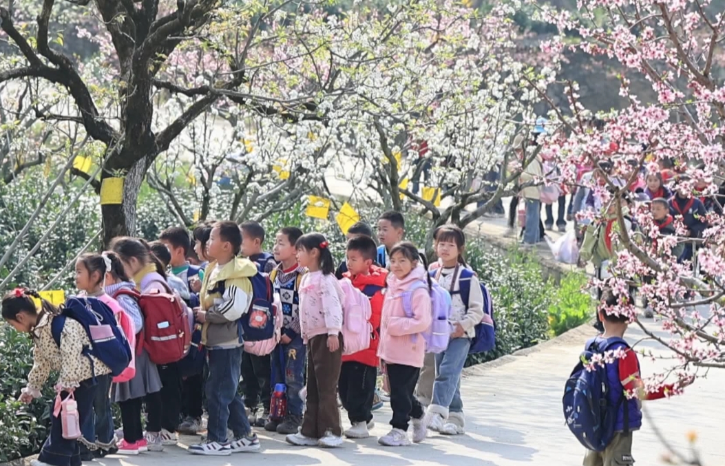 皖歙縣：萬樹梨花開如雪 林下套種生多金