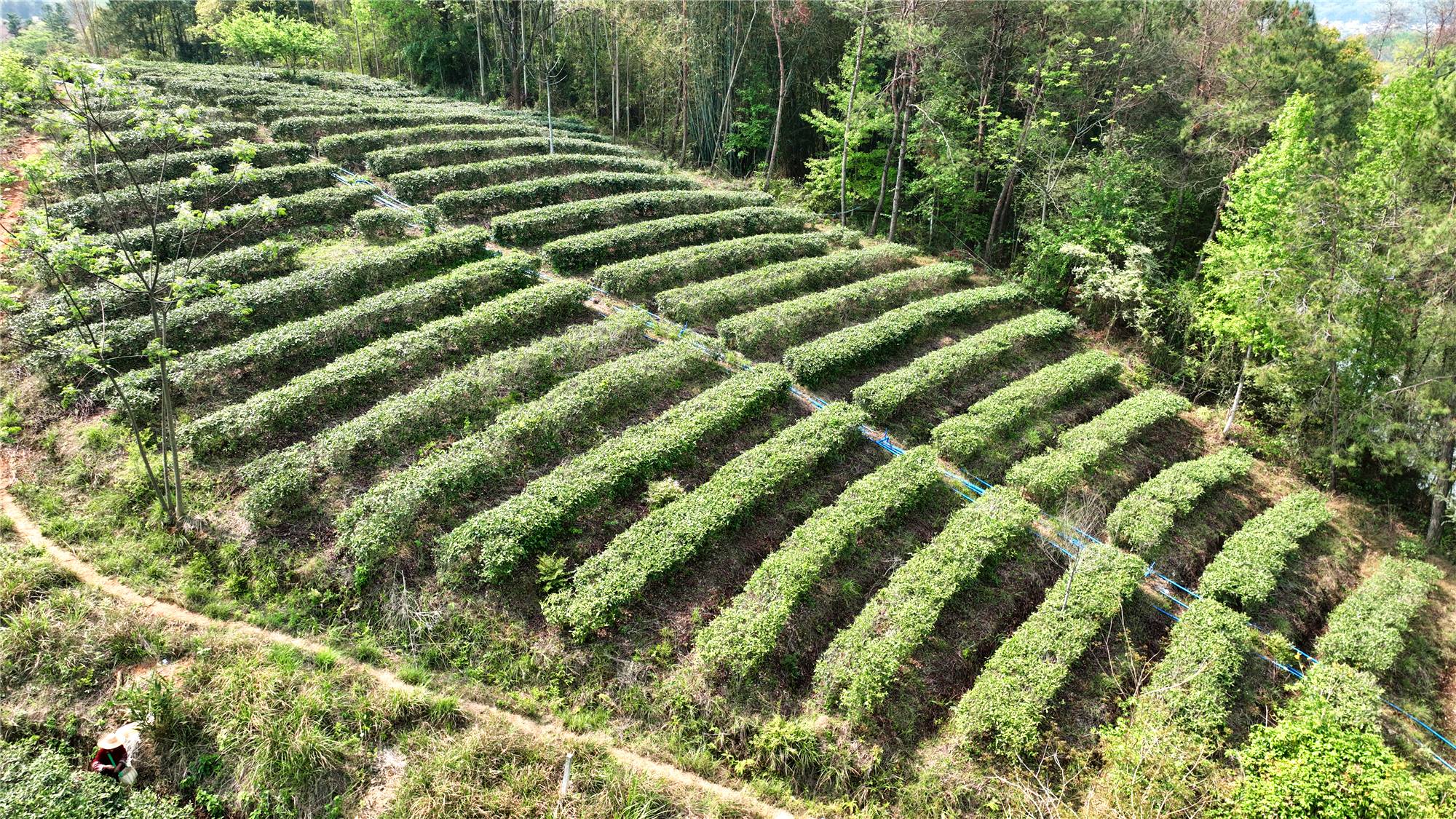 韶關武江春茶搶「鮮」上市 「武龍源」品牌激活千年茶山致富密碼