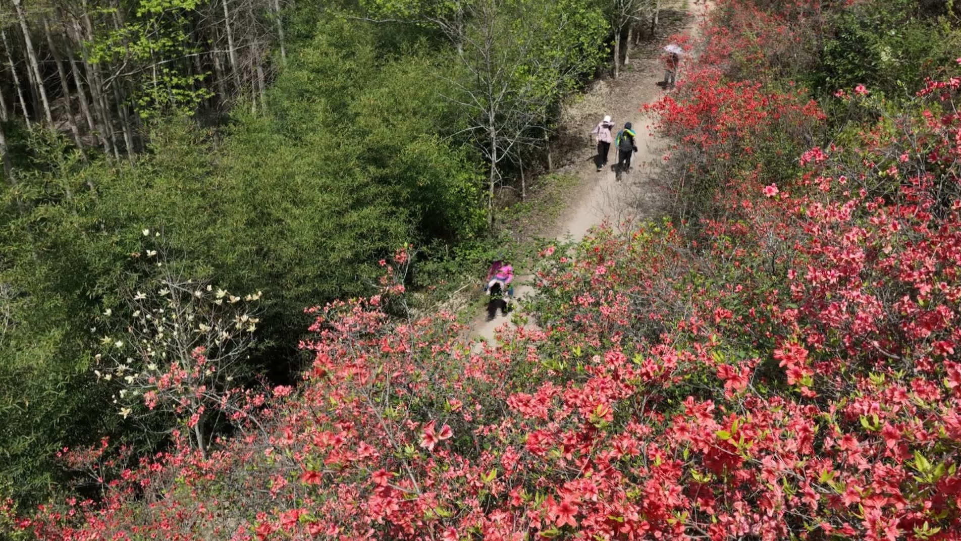 皖歙縣：野生杜鵑花漸次進入盛花期