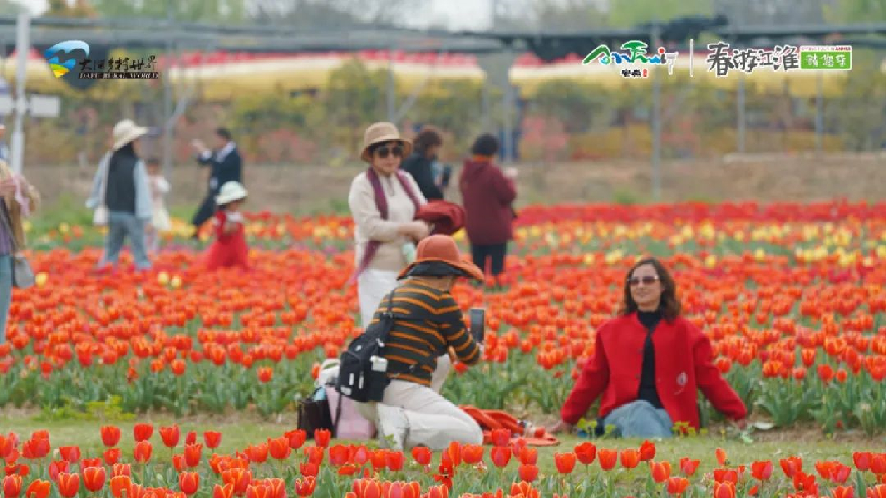 清明假期賞花踏青 蕪湖景區「人從眾」