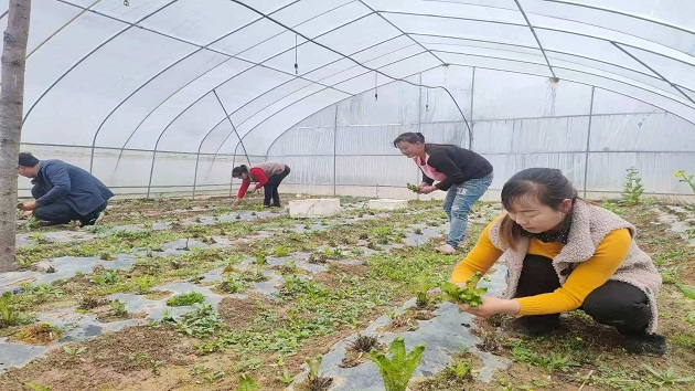 甘肅成縣：「山野菜」出山闖市場