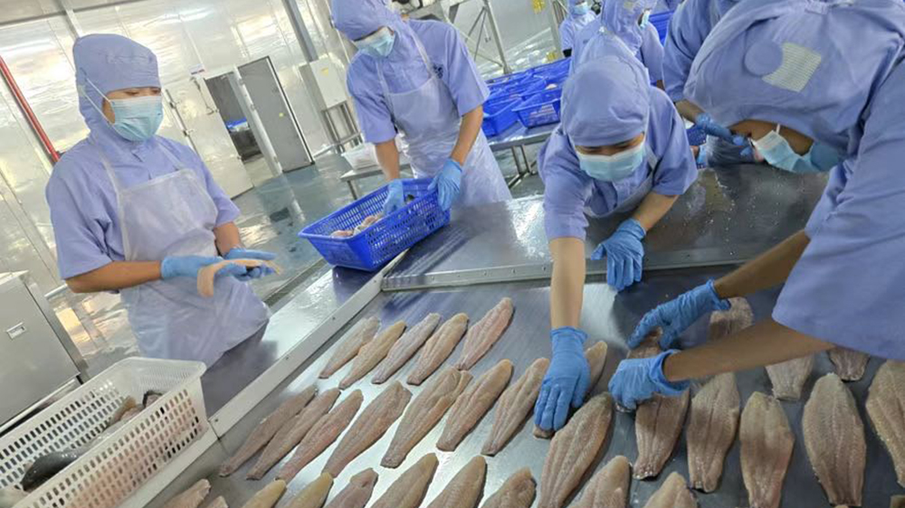 中老漁業合作結碩果 老撾巴沙魚「游」進深圳大鵬