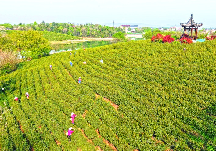 安徽巢湖：茶韻滿山間 茶農笑開顏