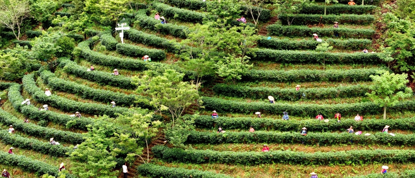 河源紫金2025年「頭春茶」文旅活動周正式啟動