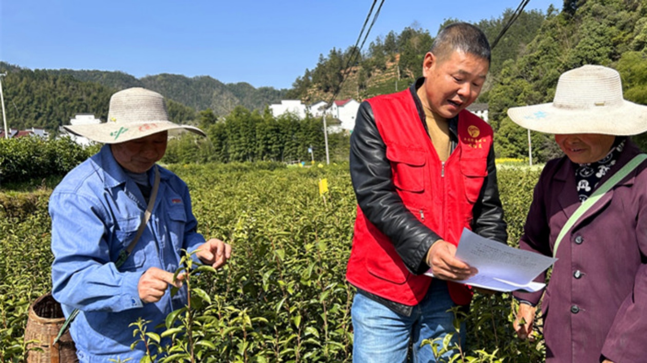 皖黟縣：開啟「從茶園到車間」的鎖鮮接力