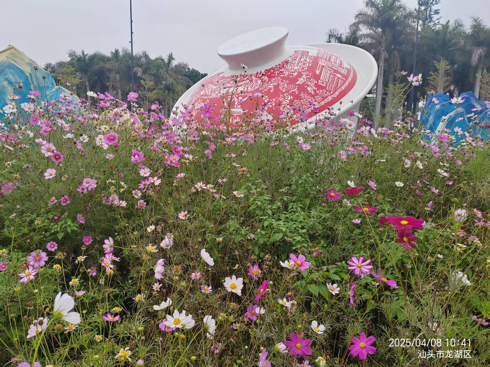 請到汕頭赴一場格桑花的浪漫