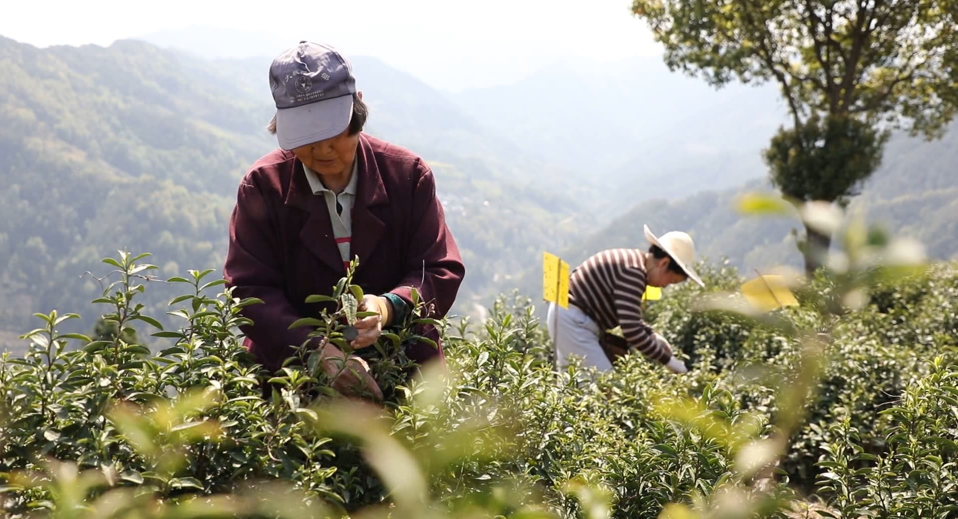 皖歙縣：古道茶香映春光