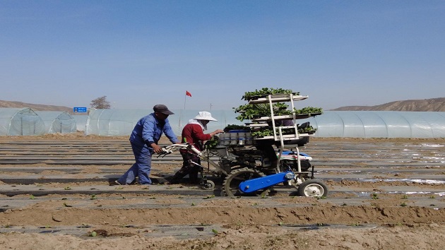 科技賦能「綠色接力」 甘肅30萬畝高原夏菜大田移栽