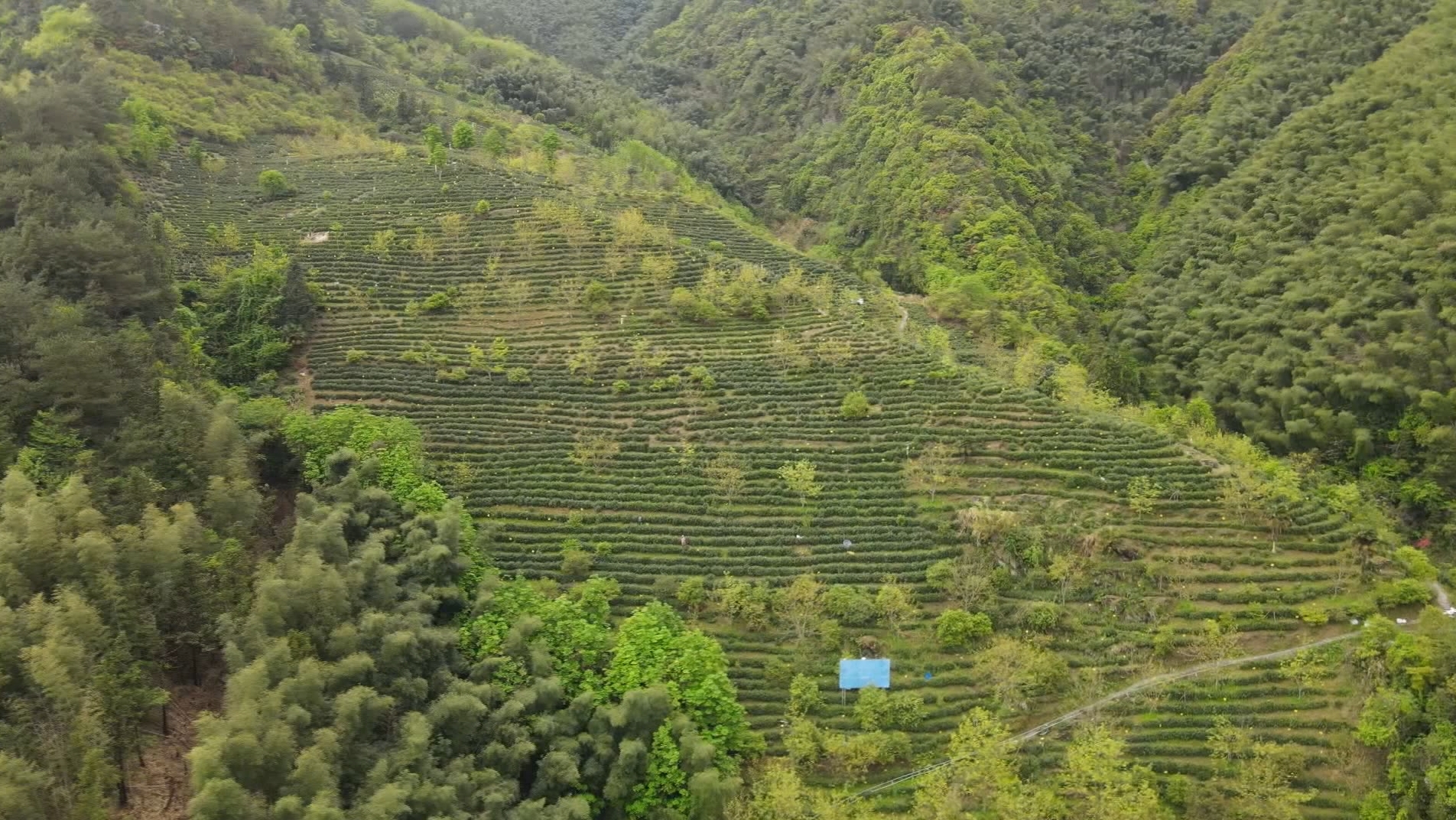 皖歙縣：晝夜茶香里 一葉興鄉來