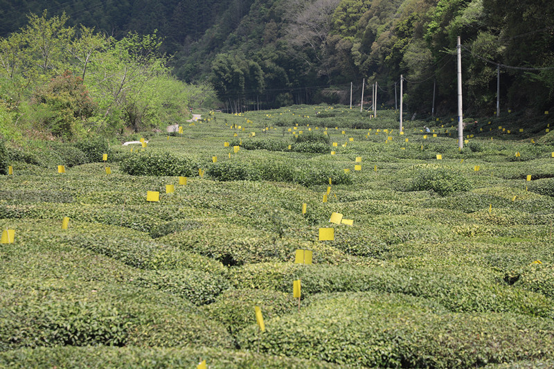 皖休寧縣：春來採茶忙 有機茶飄香