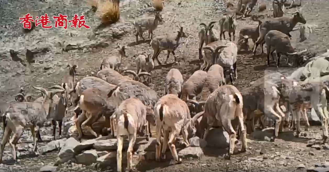 有片丨荒漠生態持續向好  岩羊成群結伴出遊踏青