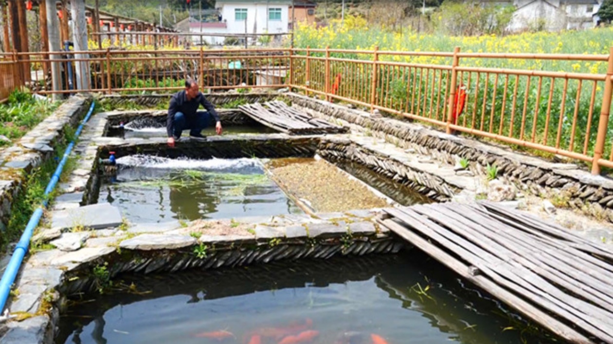 皖休寧縣：魚旅融合 激活鄉村振興「一池春水」