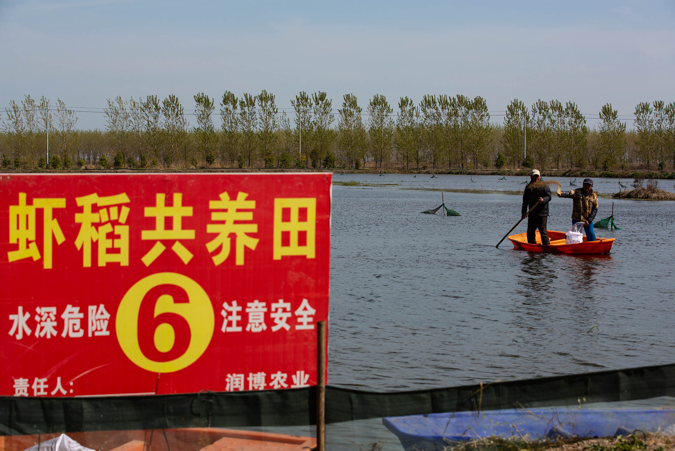 安徽五河縣蝦影紅 稻田裡躍出「金色音符」